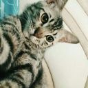 adeseptayani12 avatar