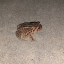 adolescentwhisk avatar