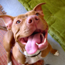 adopt-a-bull-blog avatar