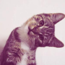 adorablelittlecats-blog avatar