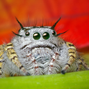 adorablespiders avatar