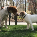 adventuresofapursenamedbagel avatar