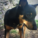 adventuresofroo avatar