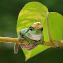 afandomhopper avatar