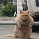 afternoon-red-tea avatar