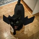 afurryangelstudentuniverse avatar