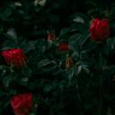 agentsinstorybrooke avatar