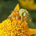 aggie-postemon avatar