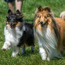 agilitysheltie avatar