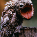 agitatedpotoo-blog avatar