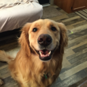 agoldennamedzoey avatar