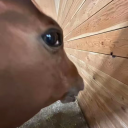 ahorsenamedgufford avatar