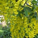 aintwefunkin-now avatar