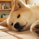 akitainu7 avatar