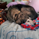 al3xtheace-blog avatar