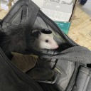 alabastermask avatar