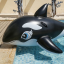 alackofporpoise avatar