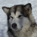 alaskanmalamutes avatar