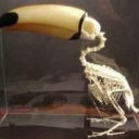 alaskanratwoman avatar