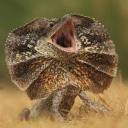 alba-targaryen avatar