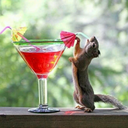 alcoholicsquirrel-blog avatar