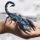 aleksandrskorpion avatar