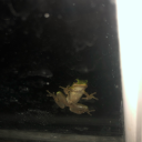 alex-is-awesome avatar