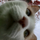 alexanderthealright avatar