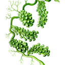 algae-alliance avatar