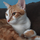 algo-de-perfeito avatar