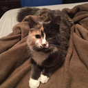 alibisandperfectlullabies avatar