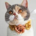 alice-eating-strawberries avatar