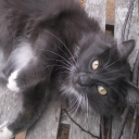 aliceat97point3 avatar