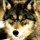alister-wolf-blog avatar