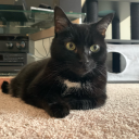 alisterthatchel avatar