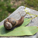 aliy-the-great avatar