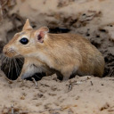 all-mammal-creechur avatar