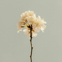 allessounperfekt avatar