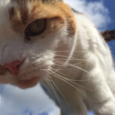 allthestudying avatar