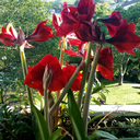 allusivepresence avatar