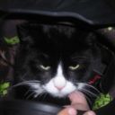 allywickbertram avatar