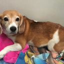 alma-indomable avatar