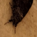 alocalspamreblogdruid avatar