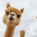 alpaca-art avatar