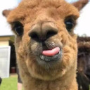 alpacazappa avatar