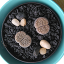 alpakkanation avatar