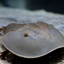 always-evolving avatar