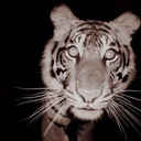 alwaysbeenawarrior-blog avatar