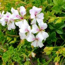 alwaysfuzzyhideout-blog avatar