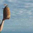 alyciaandthepineapple avatar